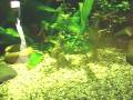 videos de Discus @ Zoo Bochum