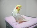The cockatiel sings the theme of Zelda's legend.