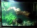 its my snapping turtle's dinner time! 

stick around....

my reaction to this is... cool! whats yours?