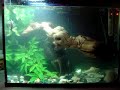 its my snapping turtle's dinner time! 

stick around....

my reaction to this is... cool! whats yours?