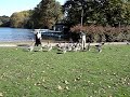 Attack of the Killer Geese