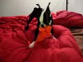 Death of Loofah Dog Death of Loofah Dog