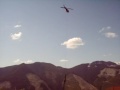 heli logging