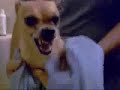 EVIL chiwawa EVIL chiwawa