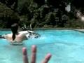 Shark Attack....the trailer