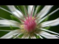 Botanischer Garten Erlangen 22.05.2011 gefilmt mit Canon HV30 (Makroaufnahmen)