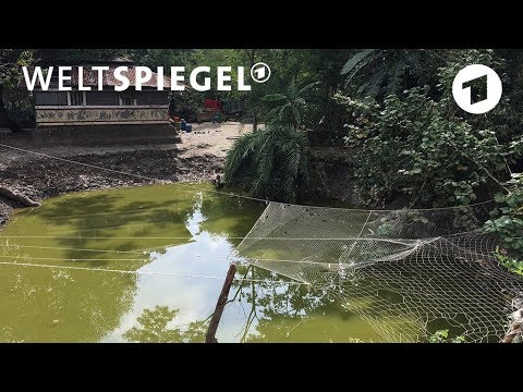 Naturparadies: Wunderwald in Bangladesh | Weltspieg ...