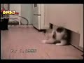 Kittens Rock!!! LOLz