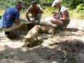 Border Terrier video