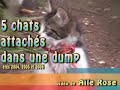 CRUAUTÉ ANIMALE
