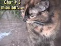 CRUAUT� ANIMALE