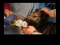 Maltrato Animal durante Elecciones Parte II y final