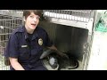 Veterinarians are nursing a dog dubbed 