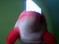 Pink Dolphins (Amazing)