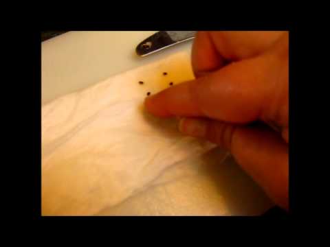 how to grow kiwi from seed