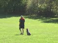 Dog Training Amstaff \"Hummer\" Sept 23rd 2007
