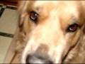 GRAPHIC-Dog shot in head, warning! SAVING BUDDY
