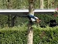 ekster vliegt weg uit boom ekster vliegt weg uit boom