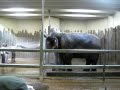 Elephant Shower
