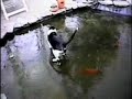 Gato em Lago gelado