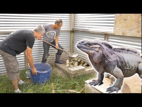 YouTube reptile video