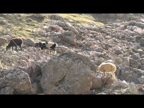 pamir - Two Land Rovers (Range Rover Sport and Discovery 4) are driving near by the Paynj river (the Tajik-Afghan border) and above 4 km on Pamir Mountains. December...