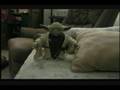 Yoda Couch Series: Volume 1