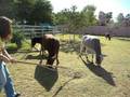 videos de MEl knocks tree over
