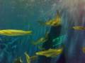 ocean-park-part5