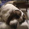 The Snoozing Sniffers