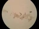 Bio Lab Protists II: 6