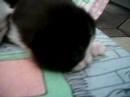 Maluchy 2 Maluchy 2