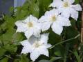 Die Sprache der Blumen