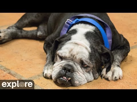 Hunde - Senior Dog Gathering Room
