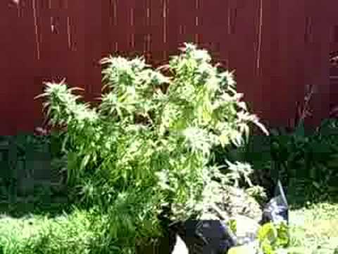 how to grow gdp outdoor