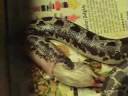 Sand Boa Snake Eating a mouse (nov.08)