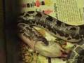 videos de Sand Boa Snake Eating a mouse (nov.08)