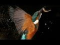 Kingfisher | The Secret Life of the Shannon | RTÉ Goes Wild