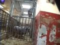 Sheep Slaughter 1 Sheep Slaughter 1