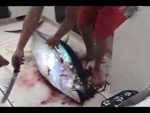 how to bleed tuna video