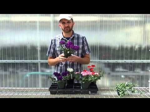 how to transplant verbena