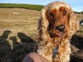 Hund bettelt, wird abgelenkt, schaut sehr herzig drein