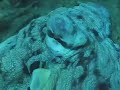 OCTOPUS\