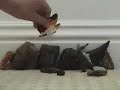 Mothra v.s. Godzilla (2) Mothra v.s. Godzilla (2)