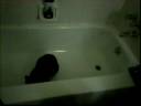 Inti Chases his Tail in the Tub Inti Chases his Tail in the Tub