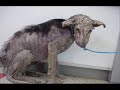 Animal Cruelty is wrong!