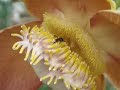 Exotic flower
