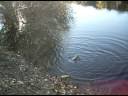 videos de pescando lucios en el vellon