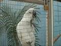 Friends of the Aviary