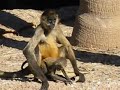 spider monkey anf baby